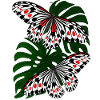 Butterfly Black White Moth Butterfly