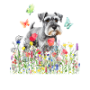Grey Schnauzer and Butterflies