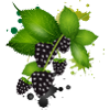 dark purple blackberries with leaves as graffiti