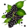wunderschöne dunkelviolette Brombeeren mit Blätter