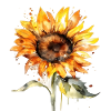 Sunflower with stem