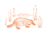 Schnabeltier Platypus