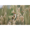 Singing Reed Warbler.