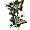 Papillon à voile sur aubépine