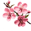 Cherry blossom