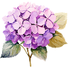 Hydrangea Pink