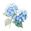 Hydrangea