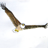ADLER