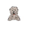 Irish Soft Coated Wheaten Terrier