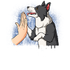 Border Collie