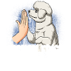 Bichon Frise