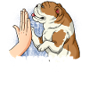 Bouledogue