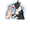 Boston Terrier