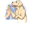 Labrador