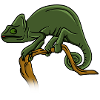 Chamäleon