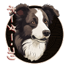 Japanese Border Collie