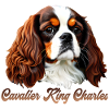 Cavalier King Charles CKC