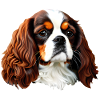 Cavalier King Charles Spaniel