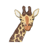 Lustige Giraffe Zoologe