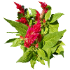 RED CELOSIA