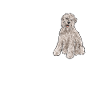 Irish Soft Coated Wheaten Terrier