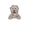 Irish Soft Coated Wheaten Terrier