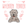 Terrier irlandais à enrobage doux