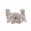 Irish Soft Coated Wheaten Terrier