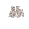 Irish Soft Coated Wheaten Terrier