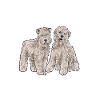 Irish Soft Coated Wheaten Terrier