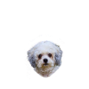 Endlich stolzer Papa - Bolonka