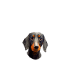 Endlich stolzer Papa - Dackel