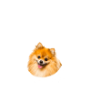 Endlich stolzer Papa - Zwergspitz