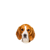 Endlich stolzer Papa - Beagle