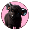 Black sheep