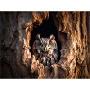 Owl in tree hollow