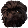 Affenpinscher
