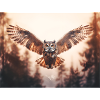 Fliegende Eule