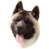 Akita