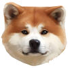 akita inu