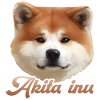 akita inu