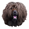 Barbet