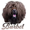Barbet