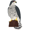 Autour des palombes Accipiter gentilis
