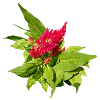 RED CELOSIA