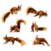 Squirrel