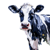 Holstein cow