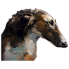 Russian greyhound Barzoi