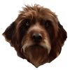 griffon Cesky Fousek " Czech bearded "