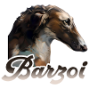 barzoi Barzoï lévrier russe